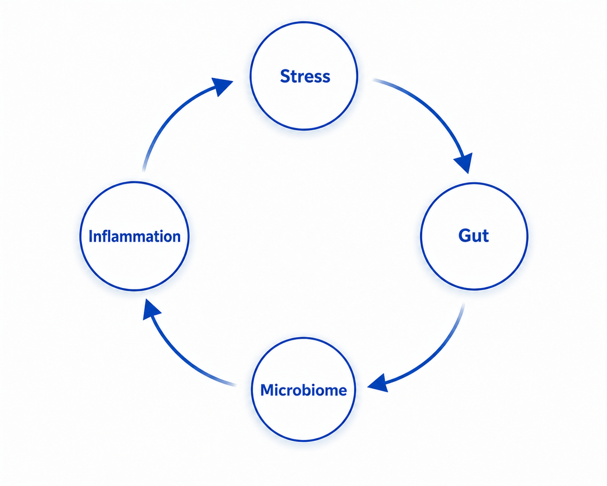Stress, inflammation and gut health visualization